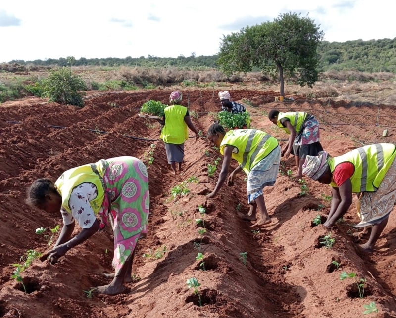 Women farmers working in a field in Kenya 